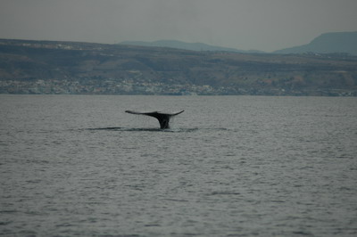 Whale near TJ